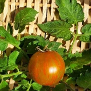 Round Robin Dwarf Buschtomate)