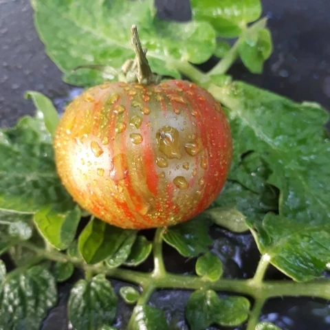 Round Robin Dwarf Buschtomate)
