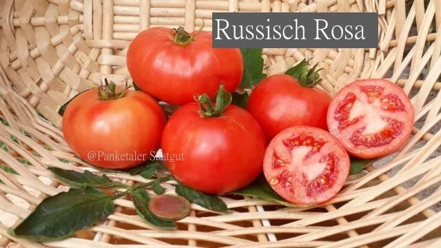 Russisch Rosa