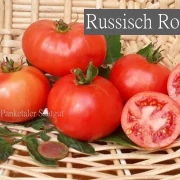 Russisch Rosa