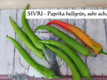 SIVRI - Paprika hellgrün, sehr scharf