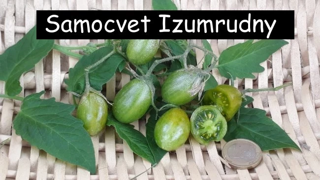 Samocvet Izumrudny
