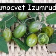 Samocvet Izumrudny