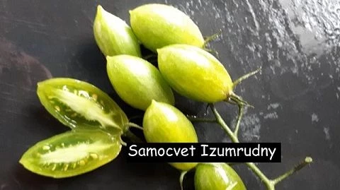 Samocvet Izumrudny