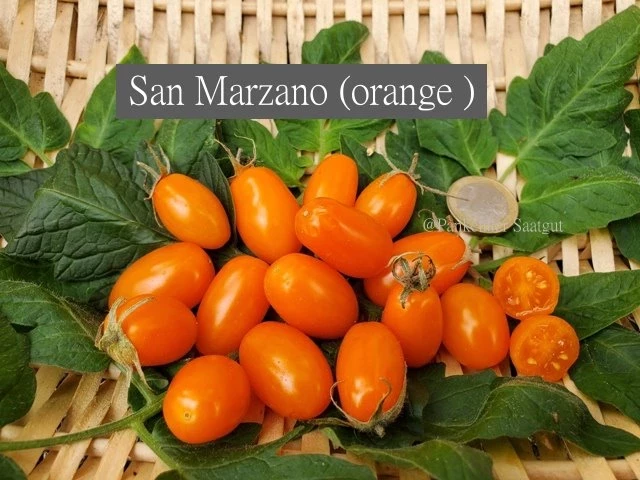 San Marzano (Mini Orange )