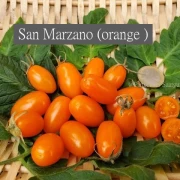 San Marzano (Mini Orange )