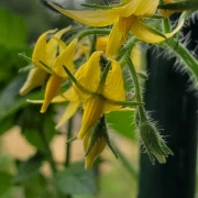 San Marzano (Mini Orange )