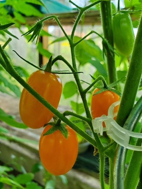 San Marzano (Mini Orange )