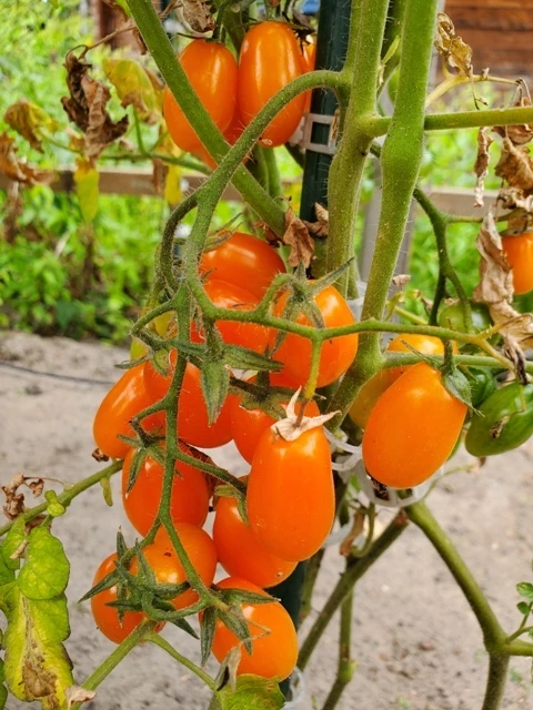 San Marzano (Mini Orange )