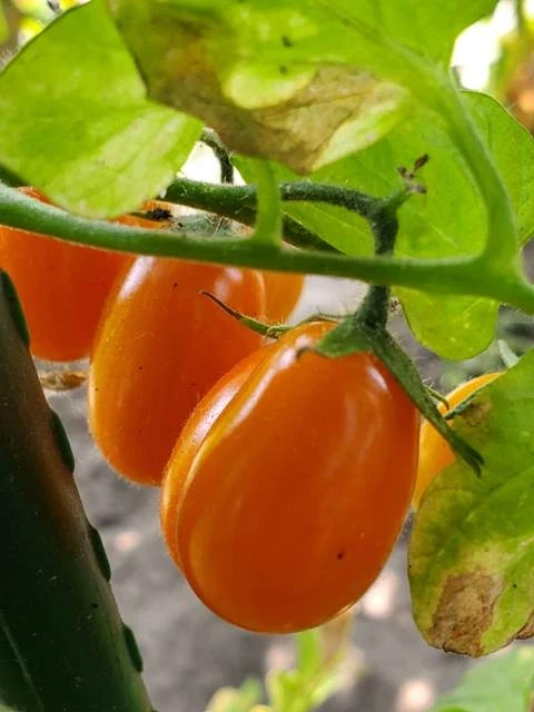 San Marzano (Mini Orange )