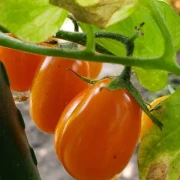 San Marzano (Mini Orange )