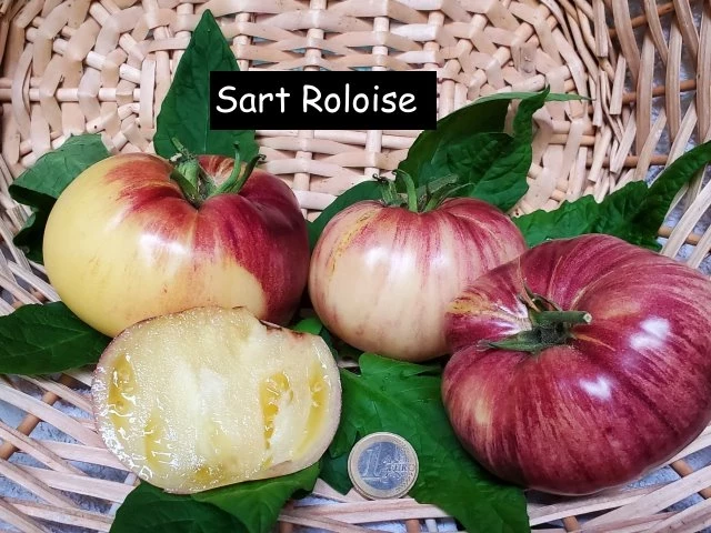 Sart Roloise