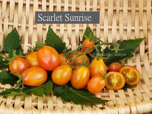 Scarlet Sunrise