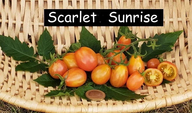 Scarlet Sunrise
