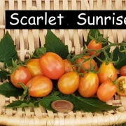 Scarlet Sunrise