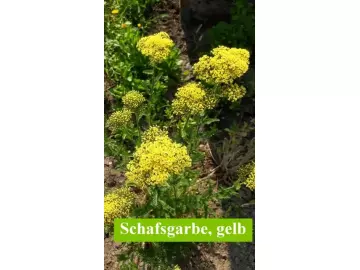 Schafgarbe, gelb