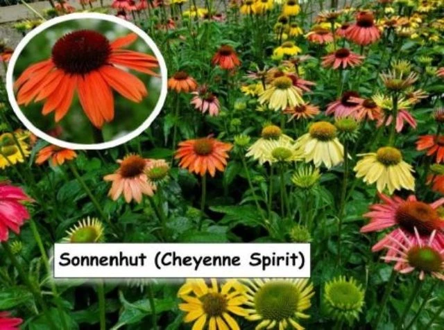 Scheinsonnenhut 'Cheyenne Spirit'
