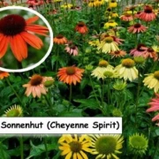 Scheinsonnenhut 'Cheyenne Spirit'
