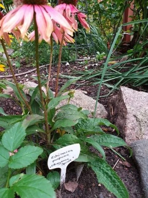 Scheinsonnenhut 'Cheyenne Spirit'