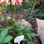 Scheinsonnenhut 'Cheyenne Spirit'