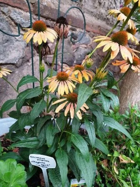 Scheinsonnenhut 'Cheyenne Spirit'
