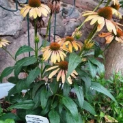 Scheinsonnenhut 'Cheyenne Spirit'