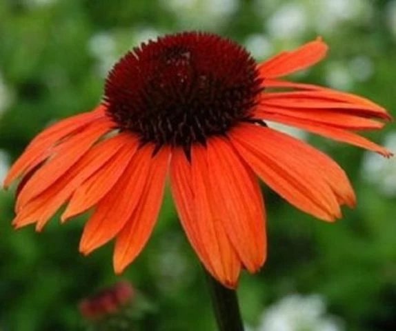 Scheinsonnenhut 'Cheyenne Spirit'