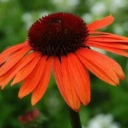 Scheinsonnenhut 'Cheyenne Spirit'