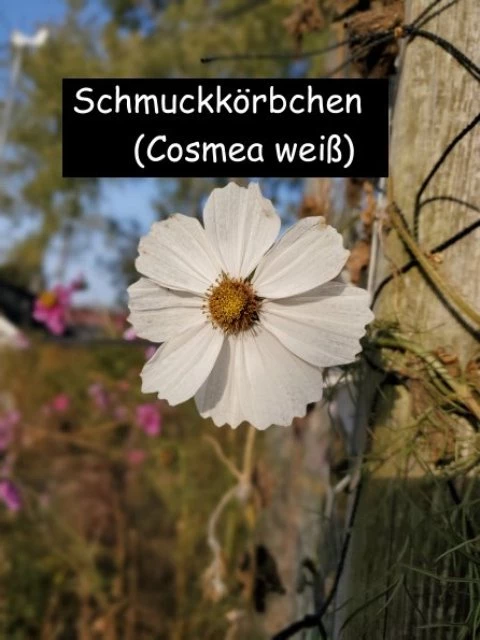 Schmuckkörbchen (Cosmea weiß)