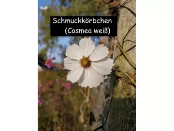 Schmuckkörbchen (Cosmea weiß)