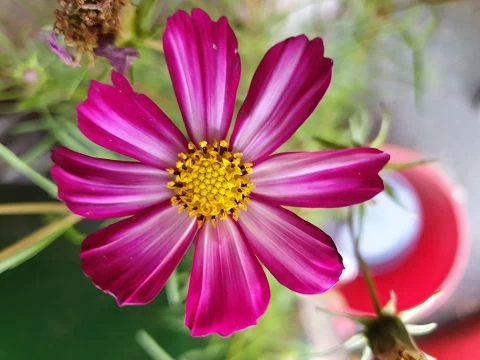 Schmuckkörbchen (Cosmos bipinnatus, pink)