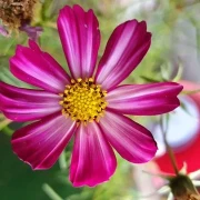 Schmuckkörbchen (Cosmos bipinnatus, pink)