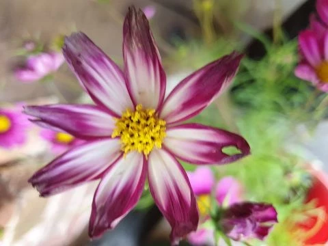 Schmuckkörbchen (Cosmos bipinnatus, pink)