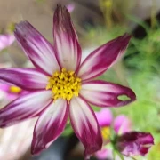 Schmuckkörbchen (Cosmos bipinnatus, pink)