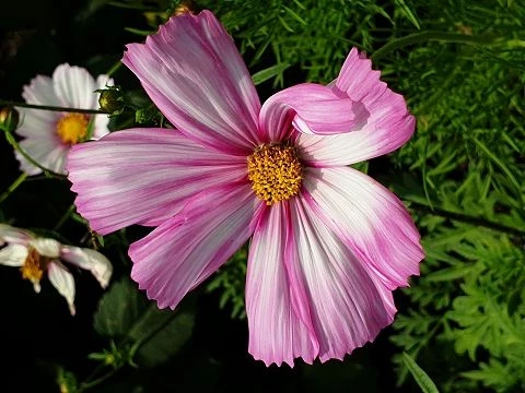 Schmuckkörbchen (Cosmos bipinnatus, pink)