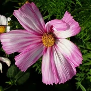 Schmuckkörbchen (Cosmos bipinnatus, pink)