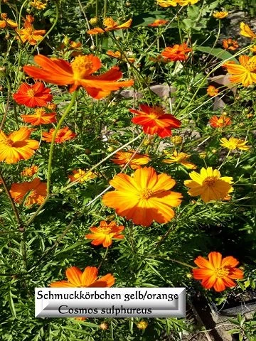 Schmuckkörbchen (Cosmos sulphureus)