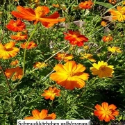 Schmuckkörbchen (Cosmos sulphureus)