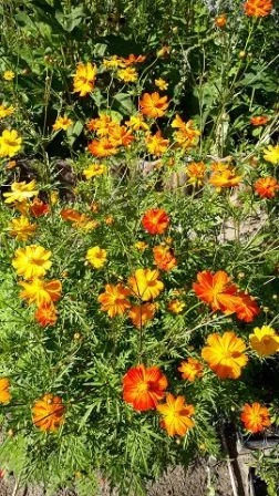 Schmuckkörbchen (Cosmos sulphureus)