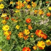 Schmuckkörbchen (Cosmos sulphureus)