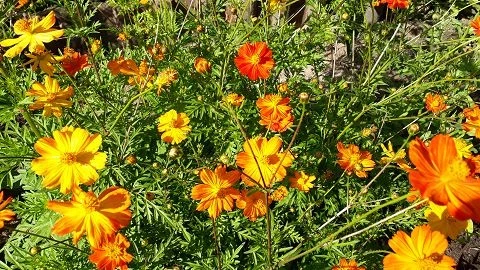 Schmuckkörbchen (Cosmos sulphureus)