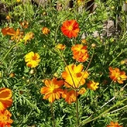 Schmuckkörbchen (Cosmos sulphureus)