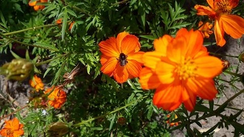 Schmuckkörbchen (Cosmos sulphureus)