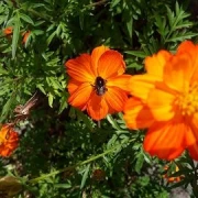 Schmuckkörbchen (Cosmos sulphureus)