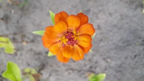 Schmuckkörbchen (Cosmos sulphureus)