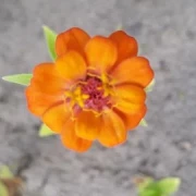 Schmuckkörbchen (Cosmos sulphureus)