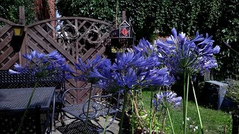 Schmucklilie (Agapanthus Africanus)