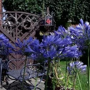 Schmucklilie (Agapanthus Africanus)