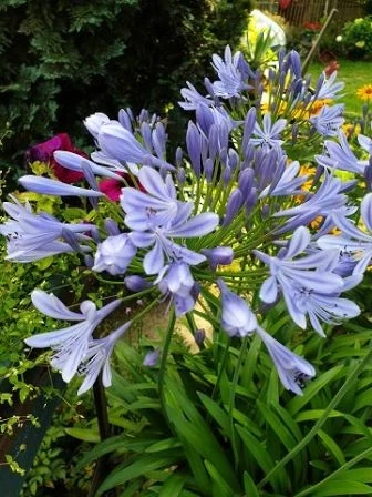 Schmucklilie (Agapanthus Africanus)
