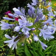 Schmucklilie (Agapanthus Africanus)